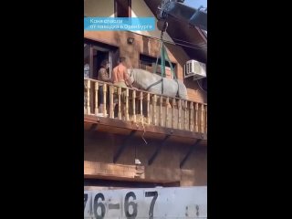 Спустили с балкона на кране: как в Оренбурге спасали коня