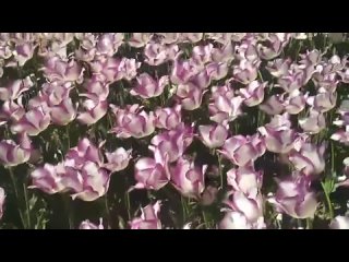 На параде тюльпанов. 8 апреля 2024 г.  Никитский ботанический сад