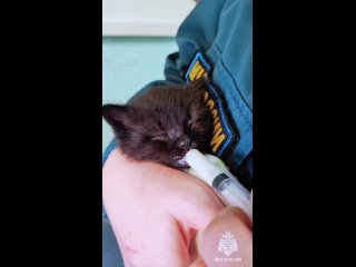 Сотрудники МЧС в Перми оставили себе котёнка-сироту, спасённого при пожаре ND