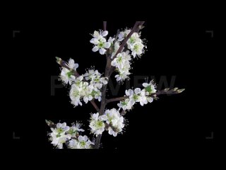 Plum-tree-flowers-opening