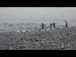 А вы уже открыли купальный сезон?  Температуры морской воды в районе Сочи сейчас 19,5 градусов. Но большинство... (видео)