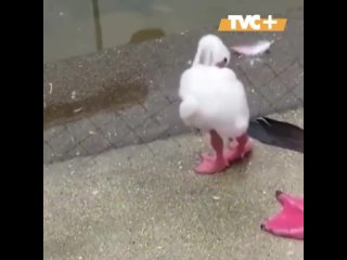 Малыш фламинго учится стоять на одной ноге.