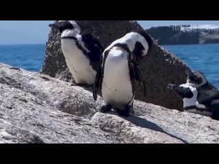 Пингвины_ Удивительные нелетающие птицы _ Интересные факты про пингвинов