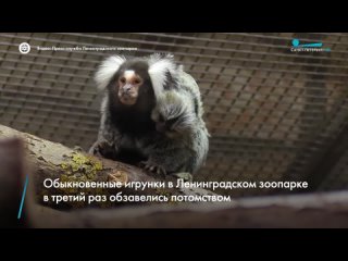 В Ленинградском зоопарке обыкновенные игрунки в третий раз стали родителями