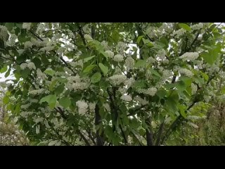 🤧 Черемуха распускается по всей столице, пик ее цветения ожидается между майскими праздниками 

Яркий аромат цветков черемухи мо