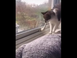 Видео от Котодом МУРЛЫКА | Коты и кошки в добрые руки