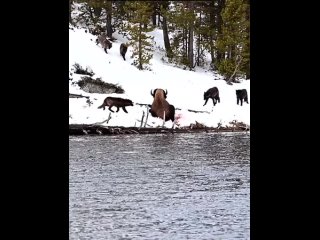 Бизон крупно попал