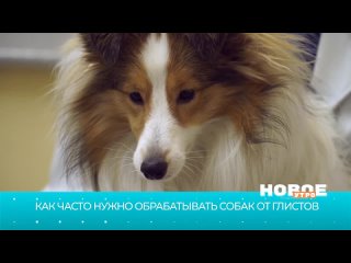 Как часто нужно обрабатывать собак от глистов?