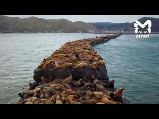 Морские львы чиллят на  волноломе в Невельске [ND]