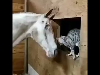 Cлепая лошадь и её лyчший друг.