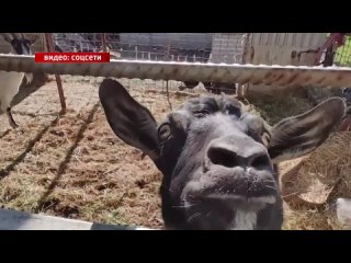 Патриотизм в сердце и от возраста он не зависит