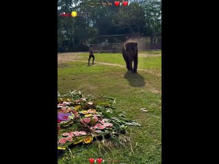 Elephant eat food elephant happy