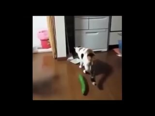 Реакция котов на огурцы