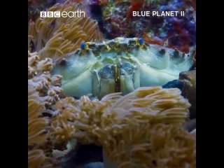 Эти обитатели подводного мира как будто из другой планеты.