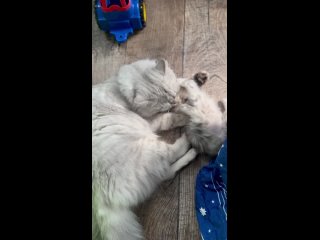 Video by Шотландские котята Липецк