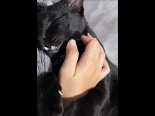 Как усыпить котика?😹😻