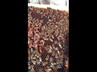 Ищем матку, разбор гнезда #пчела #пчелосемья #пасека #мед #мёд #матка #улей #деревня #природа