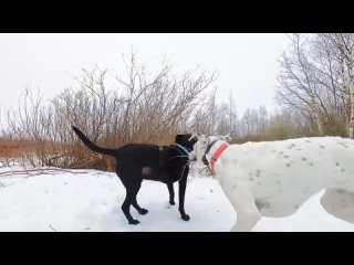 Прогулка с моими двумя собаками по снегу