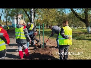 80 деревьев в честь 80-летия освобождения Беларуси высажено у памятника в Гомеле