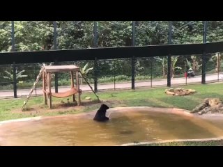 Медведь резвится в воде