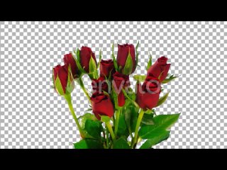 time-lapse-of-opening-red-roses-bouquet