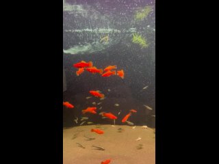 Видео от Аквариумные рыбки | Енакиево