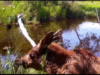 В Хинганском заповеднике Амурской области в объектив фотоловушки попал лось, издающий необычные звуки, похожие на мяуканье. Необ