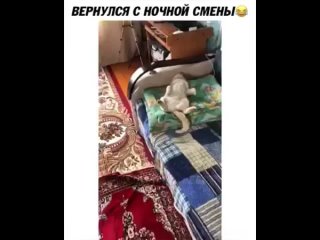 У котов тяжёлая работа, спасут только сон и еда.