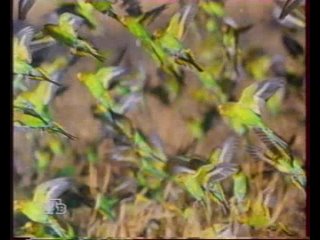 Wildlife on One - Волнистые попугайчики (1990-е, плох.звук), Николай Дроздов (Наедине с природой / Животные от А до Я)
