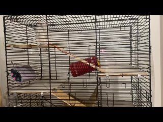 Видео от Домашний мини-приют для птиц и грызунов Гоша