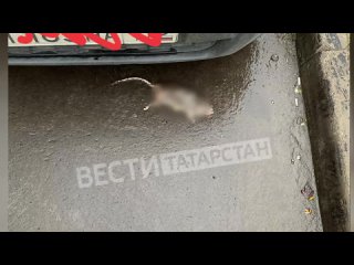 Жильцы казанского ЖК “Светлая Долина“ жалуются на крыс