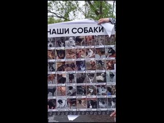 Видео от Рука и Лапа. Пятигорск