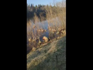 Видео от Рыбалка с гидом на Ладожском озере,Волхов,Свирь.