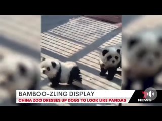 В зоопарке Китая двух собак выдали за панд, потому что настоящих не нашлось