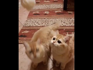 Видео от Питомник золотых британских кошек“BriSol“