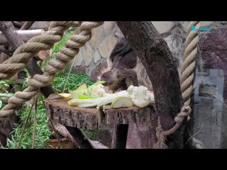 У двупалых ленивцев Ленинградского зоопарка родился малыш