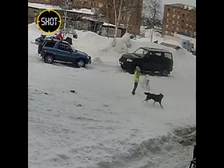 Нападение собак на девочку