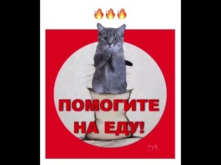 Видео от Мини-приют для кошек «Кот Вася» | СПб