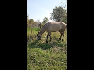 Видео от Family ranch / Конные хроники