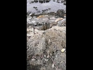 🌊🐟 Дары моря: сахалинцы собирают селёдку, выброшенну