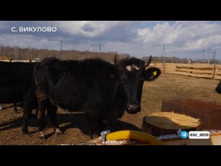 Склад в селе Викулово и временный загон для домашнего скота