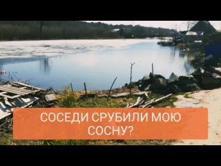 Соседи срубили мою сосну на даче