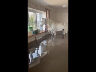 В Оренбурге конь десять дней жил на балконе из-за паводка