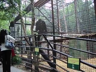 Шимпанзе артист в Ялтинском зоопарке