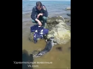 Видео от Удивительные Животные