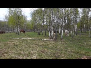 Видео от Восстановление дикой лошади в природе