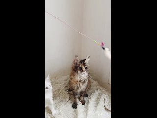 Видео от Питомник мейн-кунов Spring-Melody. Продажа котят