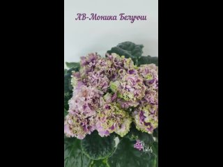 Ав моника белуччи фиалка фото Ав моника белуччи фиалка фото