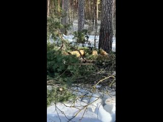 Вырубка Соснового бора,в месте строительства дороги