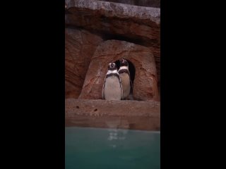 25 апреля — Всемирный день пингвинов